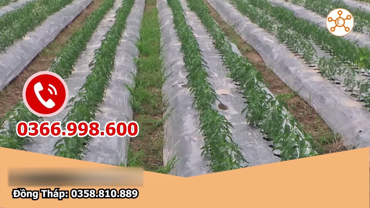 Hướng dẫn kỹ thuật trồng Ớt: Xử Lý Đất, Cây Con,  Phủ Bạt, Bón Phân, Bọ Trĩ, Chống Vàng Đọt, Ngù Đọt