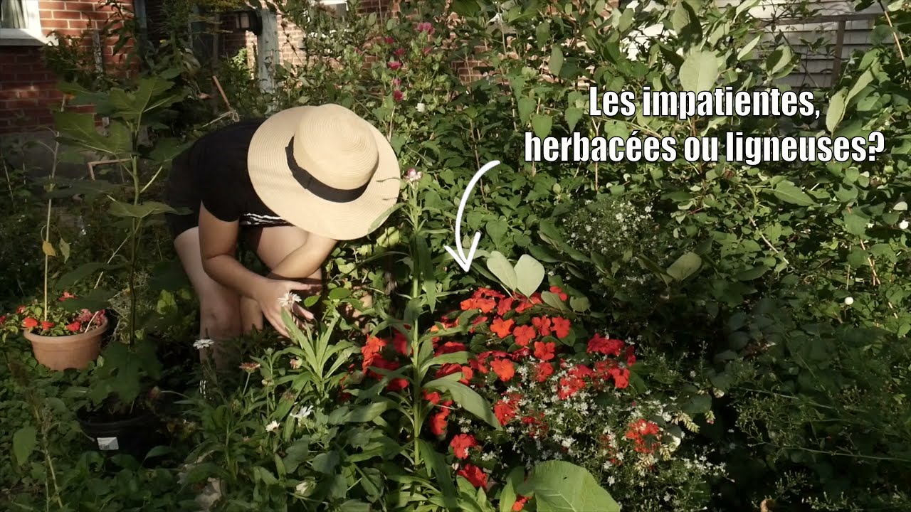 Vocabulaire végétal : Herbacé VS Ligneux