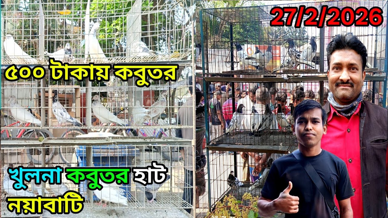 নয়াবাটি কবুতর হাট খুলনা pigeon market High Flyer কবুতর হাট খুলনা কবুতর বাজার #pigeon #foryou #viral