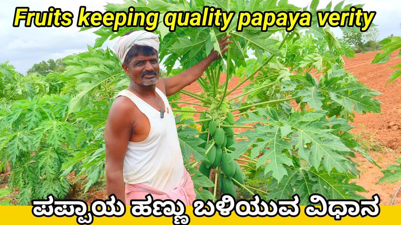 ಪಪ್ಪಾಯ ಬೆಳೆಯುವ ವಿಧಾನ | papaya farming in karnataka.papaya farming information in kannada.papayacrop