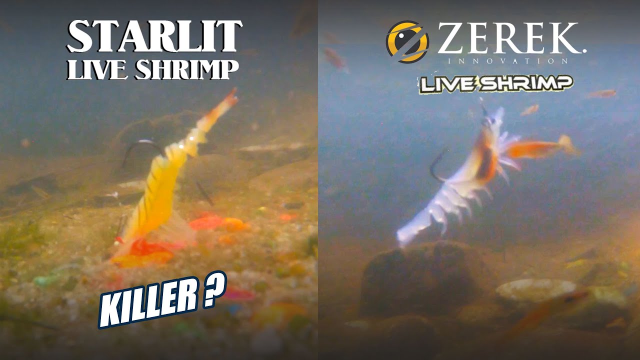 Mencuba Aksi 2 UDANG KILLER ! - Zerek & Starlit Live Shrimp