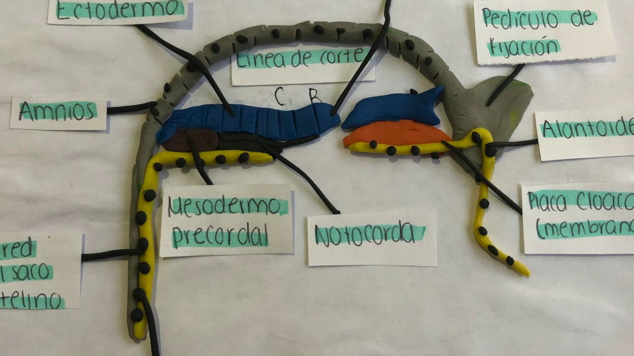FORMACION DE LA NOTOCORDA