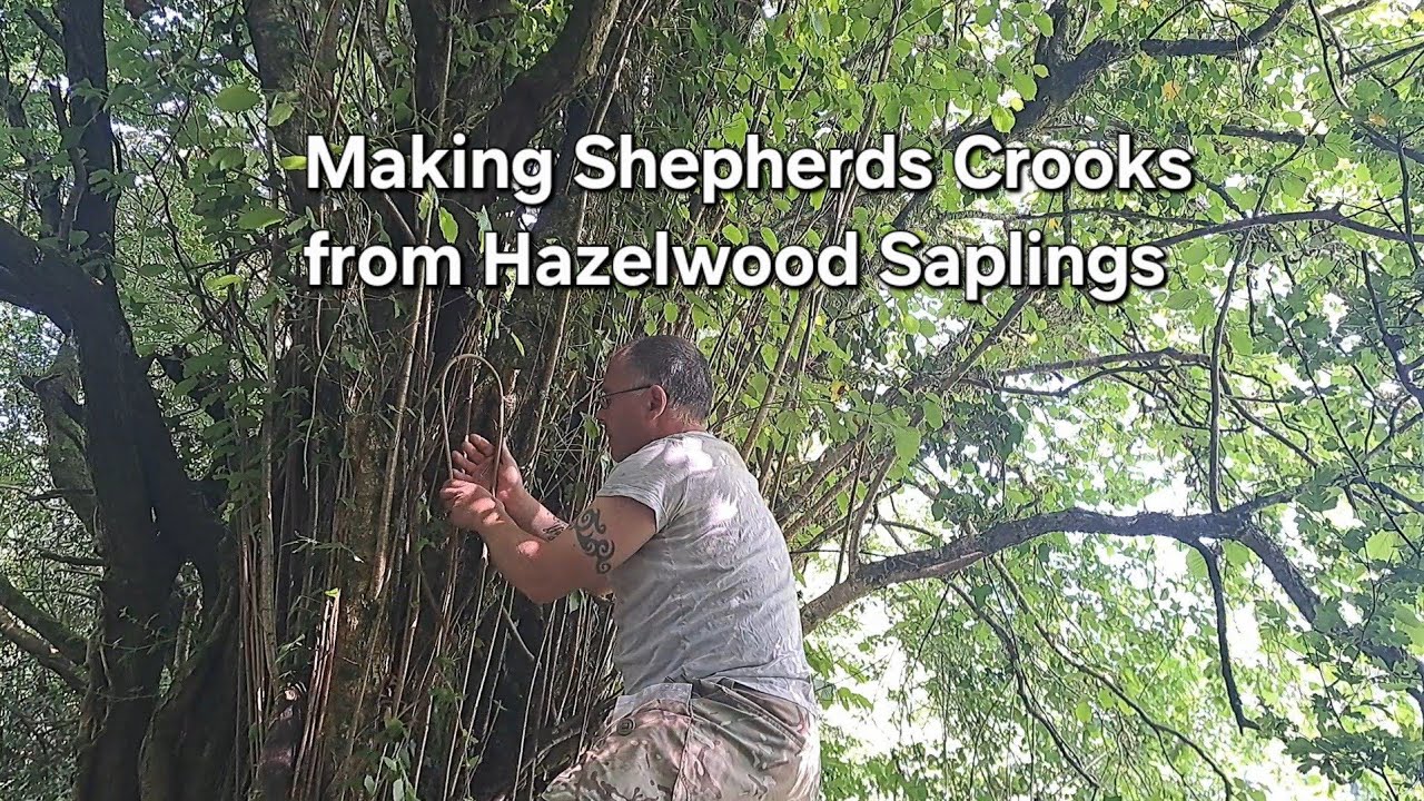 Making a Shepherds Crook with time and nature. Forming Hazelwood saplings into Shepherds Crooks.