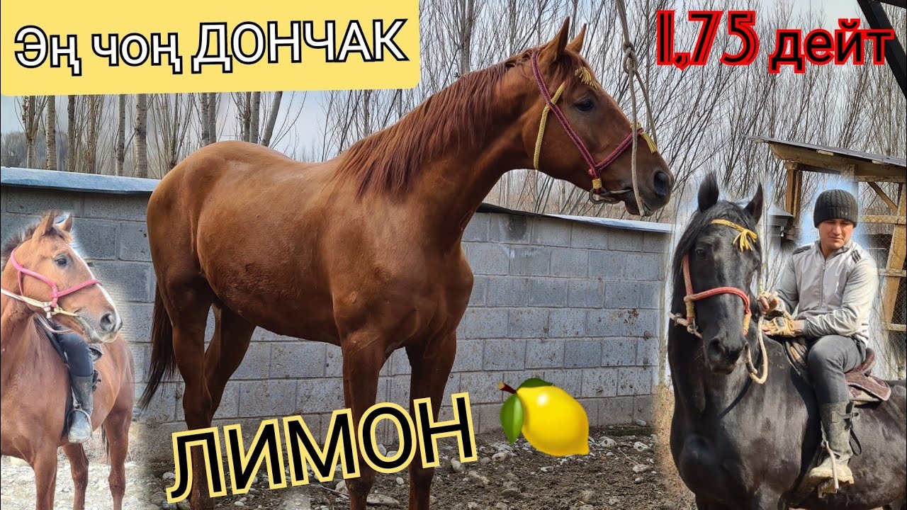 совсем чоң ДОНЧАК БЫШТЫ 😱 БУДЕН АРАБ аргын аттар ФУРКАТТА 👍