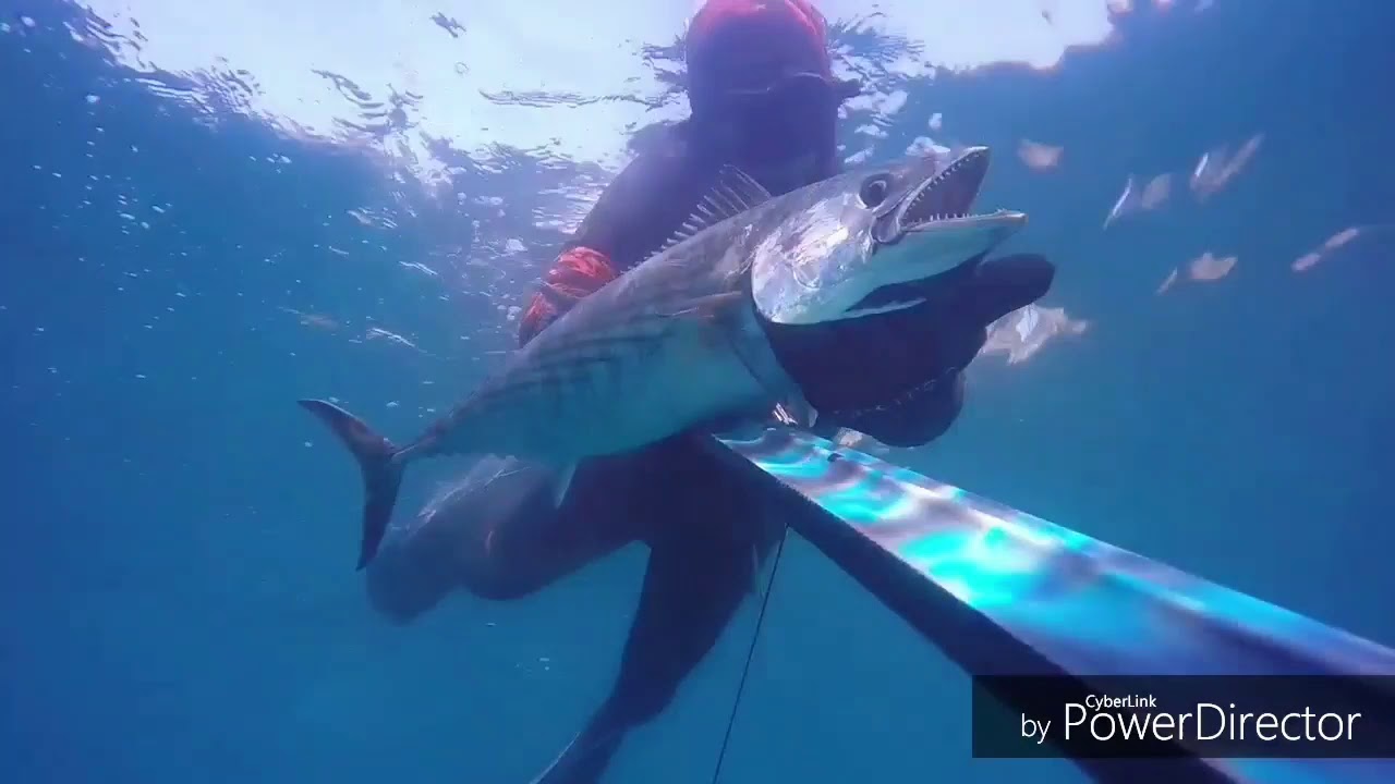 Pesca submarina a la espera verano 2019..