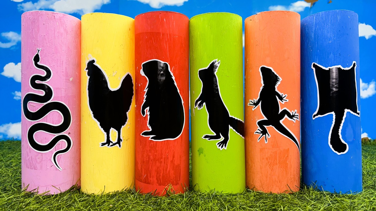 Pets: Chick, Squirrel, Sugar Glider, Snake, Guineapig, Monitor lizard
