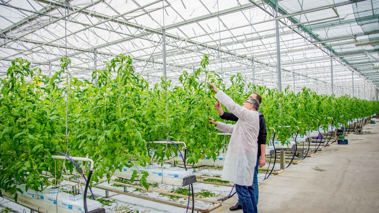 Uprawa Pomidora Szklarniowego - Dominika i Robert Pasternak - Agroconsult