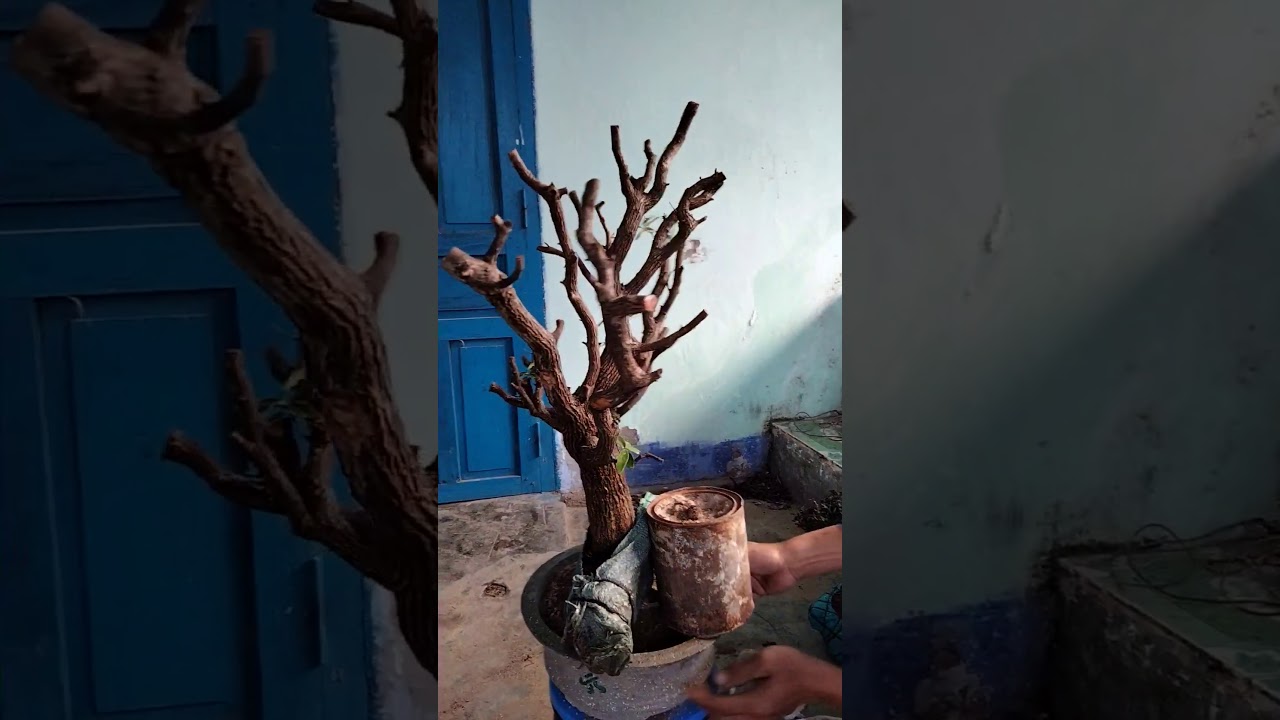 E465..300k sầm đ&aacute; sống khoẻ chi t&agrave;n Thi&ecirc;n nhi&ecirc;n_Ho&agrave;ng V&otilde; Bonsai SDT , ZALO  0933926379