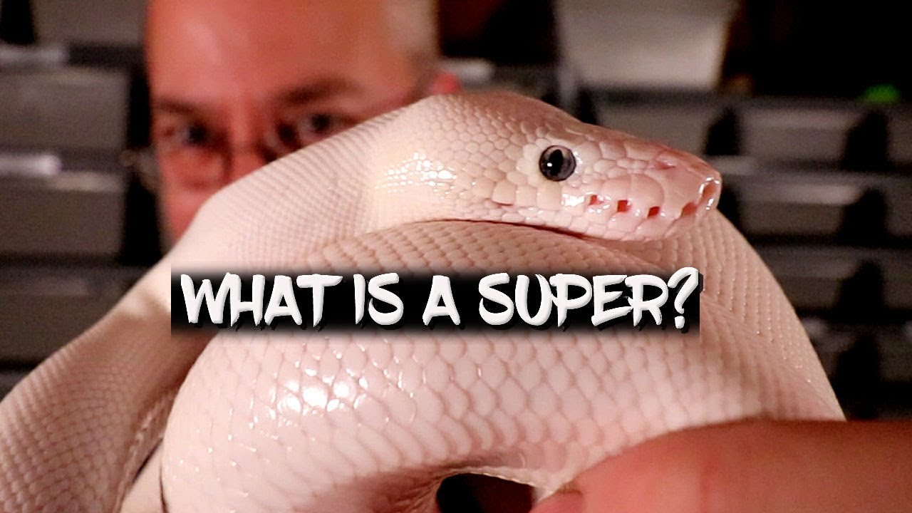 What is a Super?  (Ball python genetics)