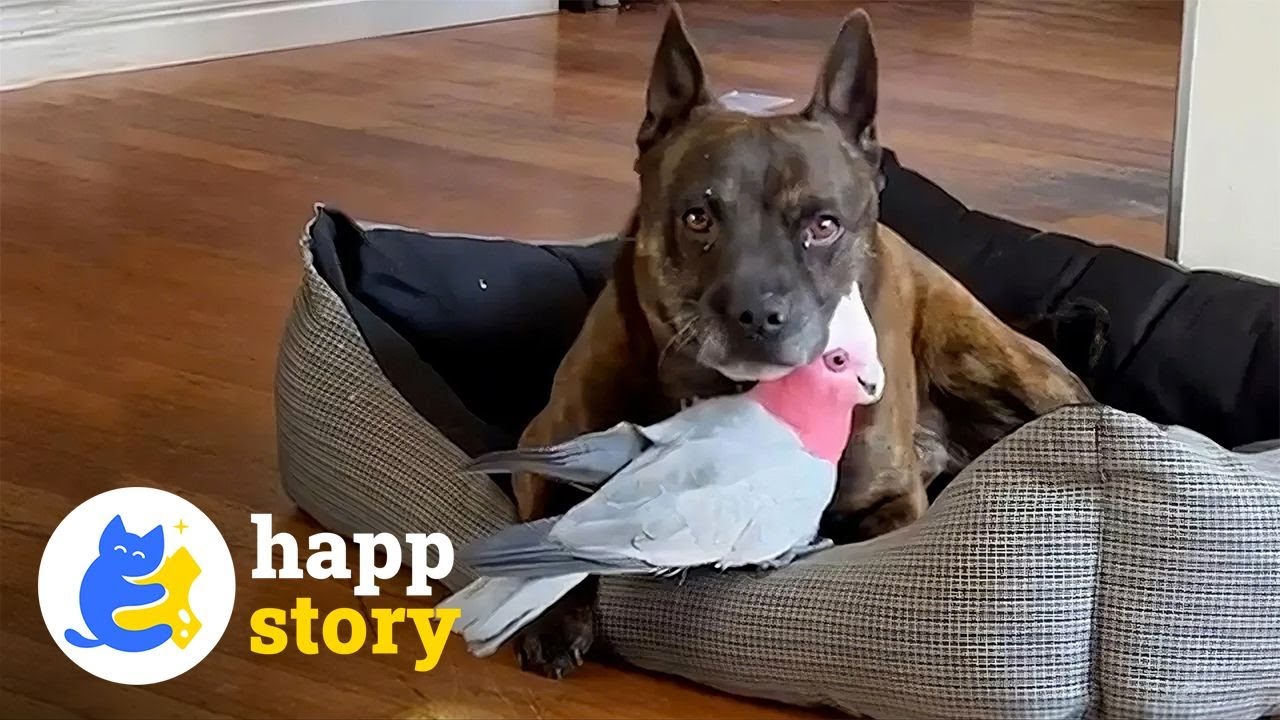 This Dog Found An Injured Parrot And Brought Him Home! 🐶🐦| HAPP
