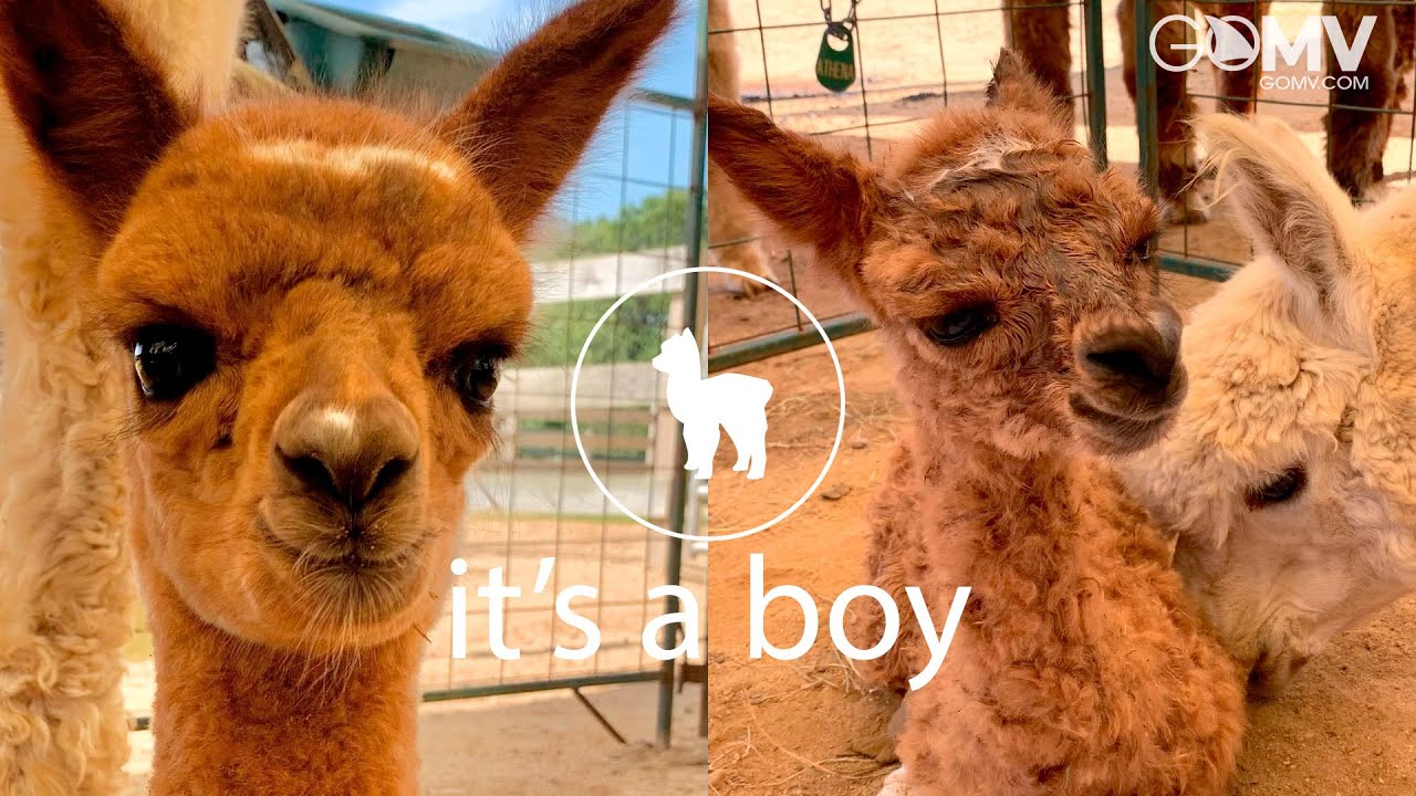 ▶️Martha's Vineyard Alpaca Baby Boy A's first day on the Island.