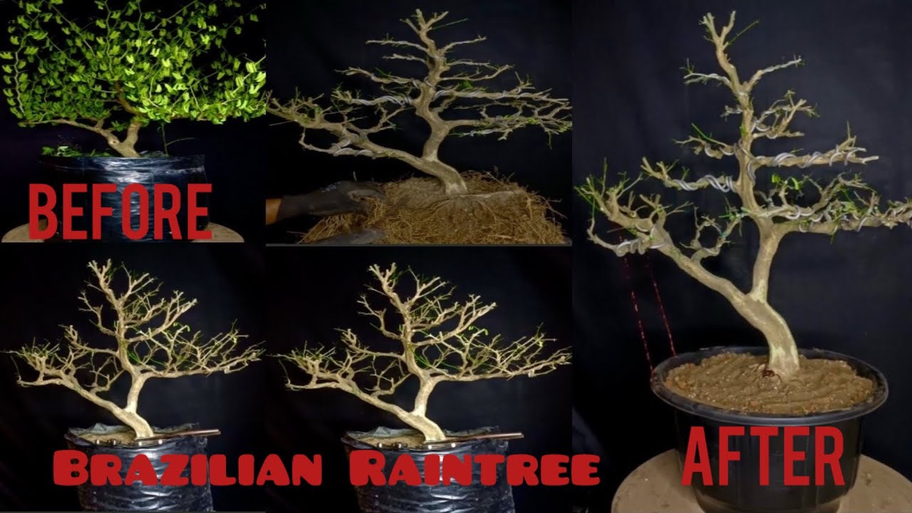 Brazilian Raintree bonsai Pruning & repotting#BonsaiLoverSubhashish # Raintree Bonsai #