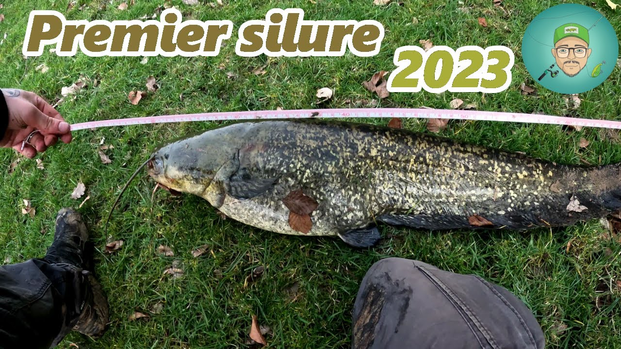 Pèche du silure