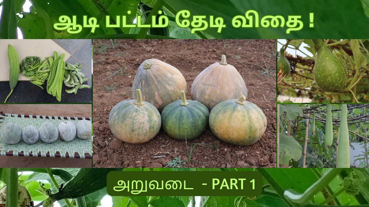 ஆடிப்பட்ட அறுவடை - பகுதி 1 | Aadipatta Aruvadai - Part 1