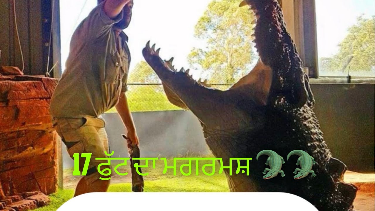 17 ਫੁੱਟ ਦਾ crocodile 😳🐊 Melbourne zoo #viralvideo #melbournezoo #animals #nature #love #trending 