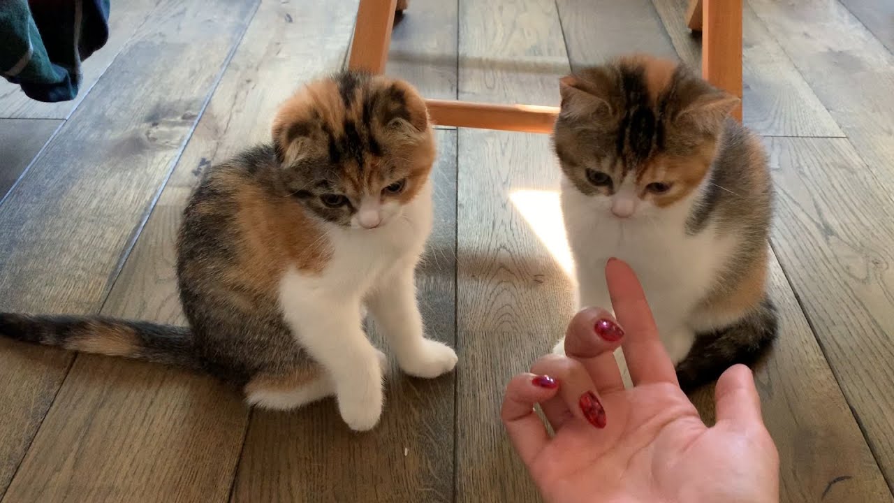 【子猫】お兄ちゃんのお部屋で日向ぼっこ【スコティッシュフォールド】