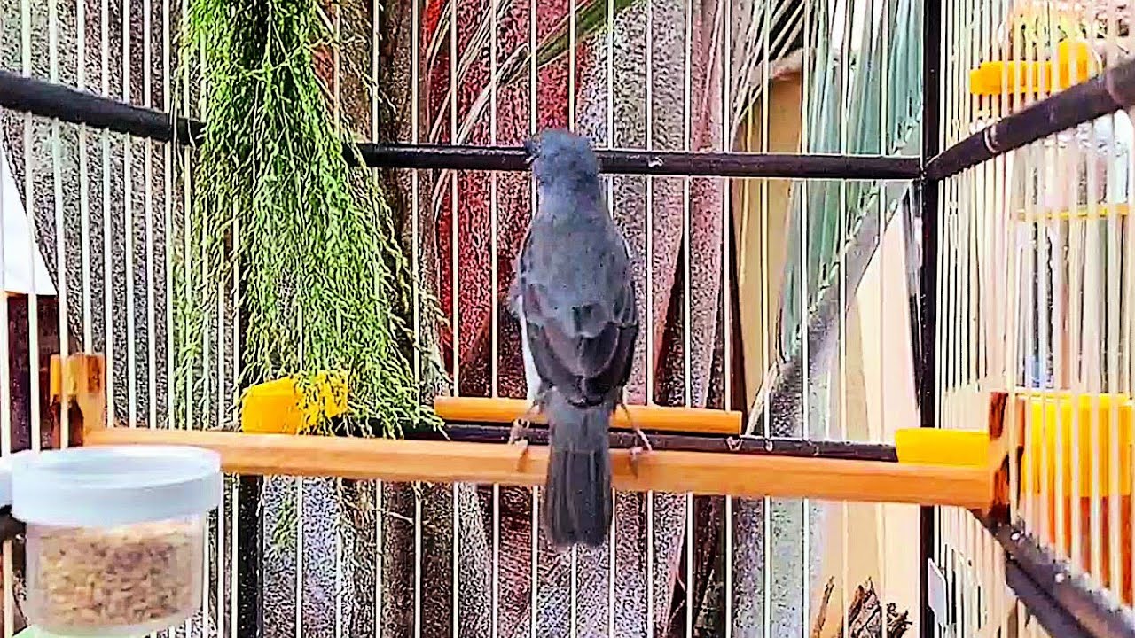 Esse era o Medo e Aconteceu | Coleiro e Papa Capim