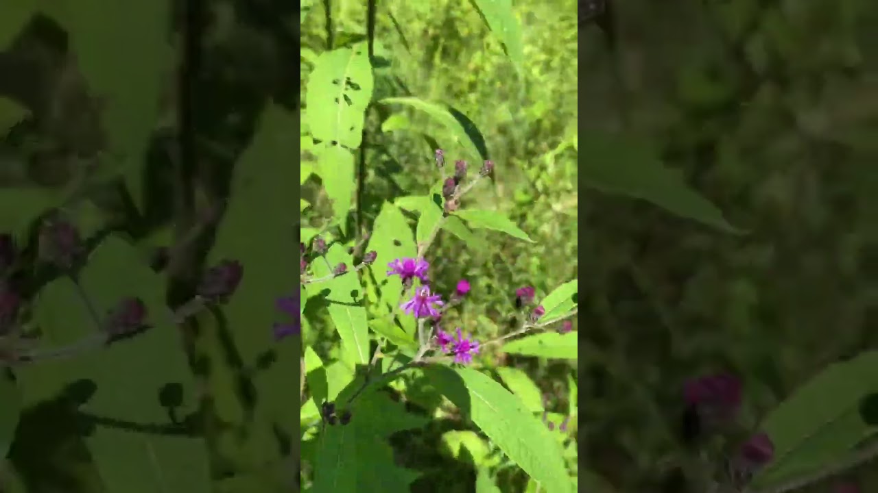 Giant Iron Weed