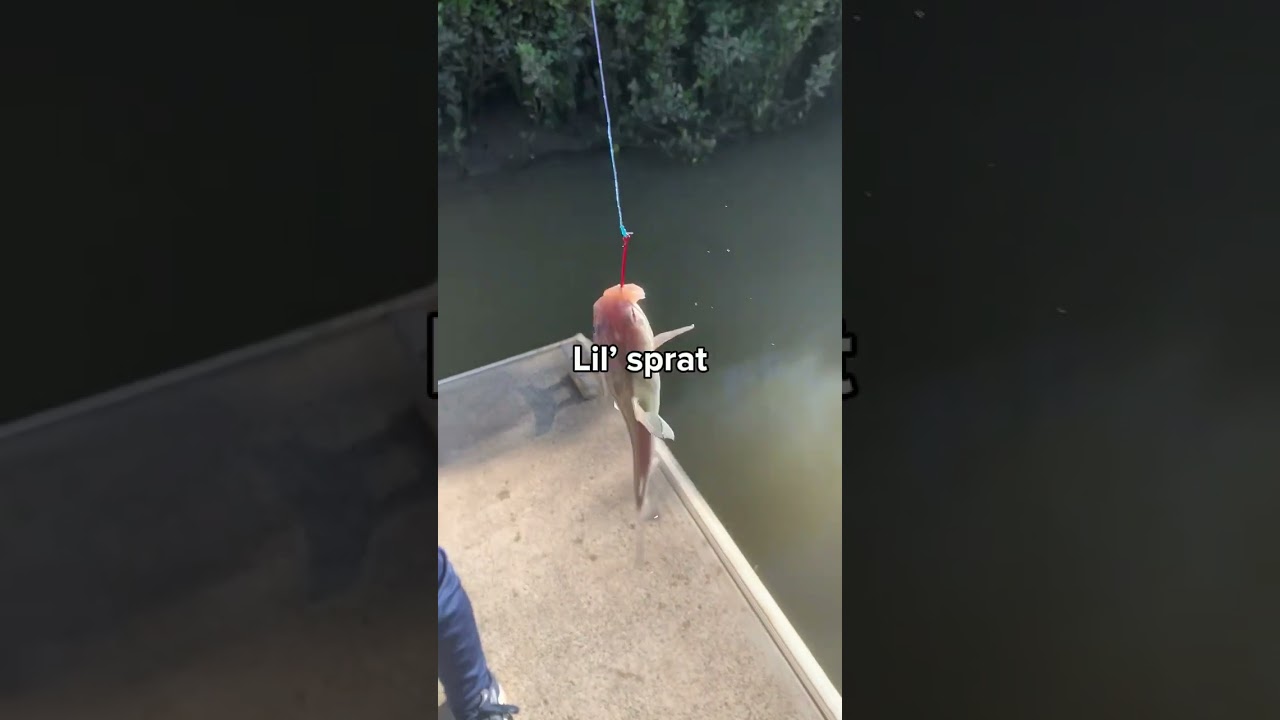Brisbane river fishing pt.3 😁