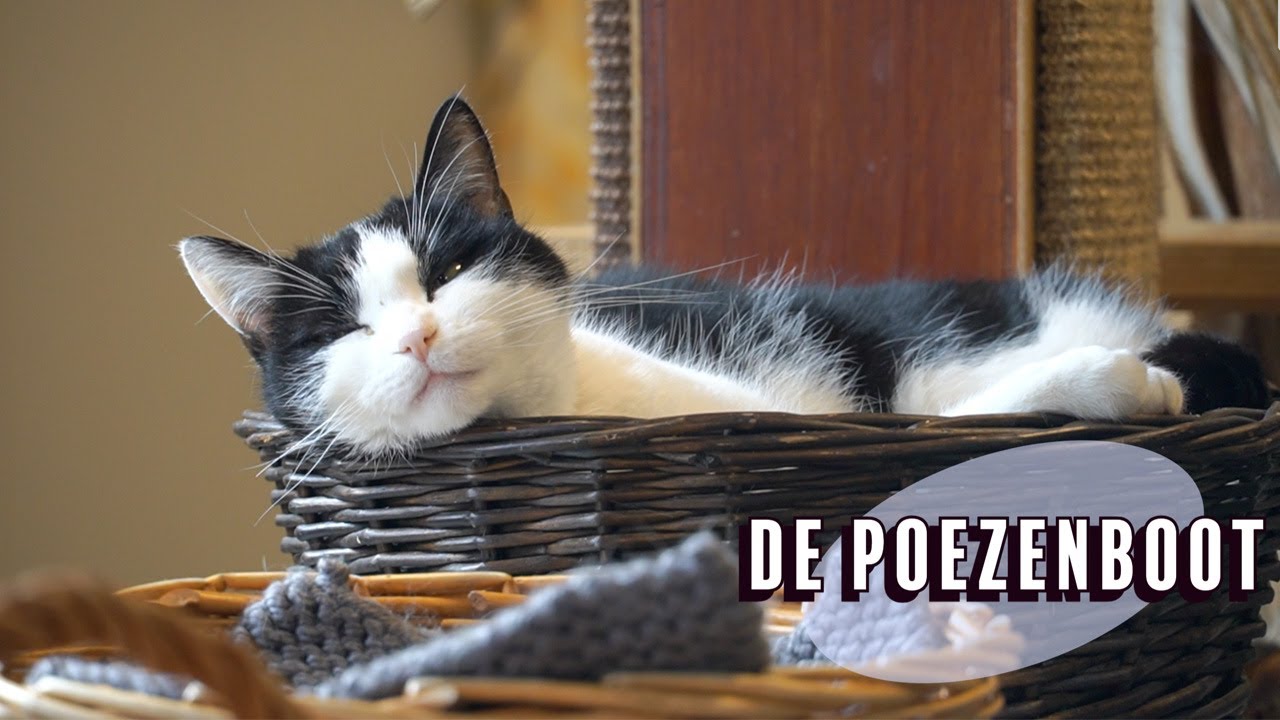De Poezenboot of Amsterdam
