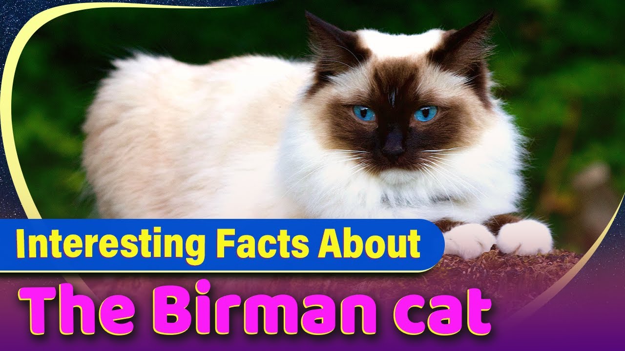 Birman Cats : Most Cutest Cat Beed!?  😻