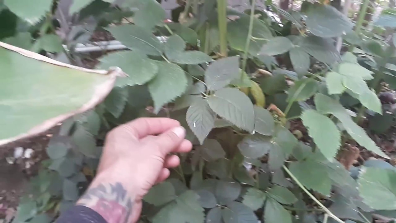 Growing thornless Blackberries in Phoenix AZ!
