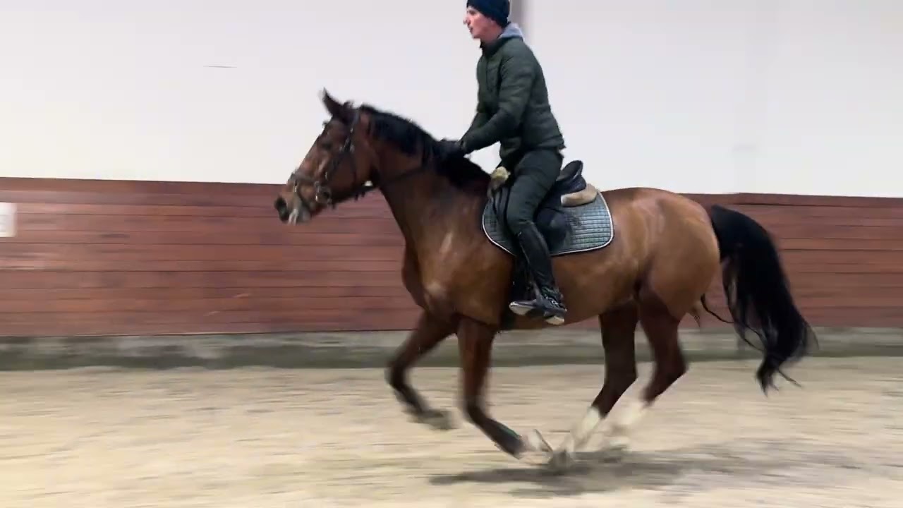7yo Emerald x Action breaker mare 