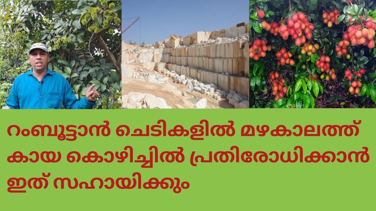 കാലാവർഷത്തിൽ റംബൂട്ടാൻ കായ കൊഴിച്ചിൽ തടയാൻ കുമ്മായം ആണോ ഡോളോമൈറ്റ് ആണോ നല്ലത് @KL40 Money Farming