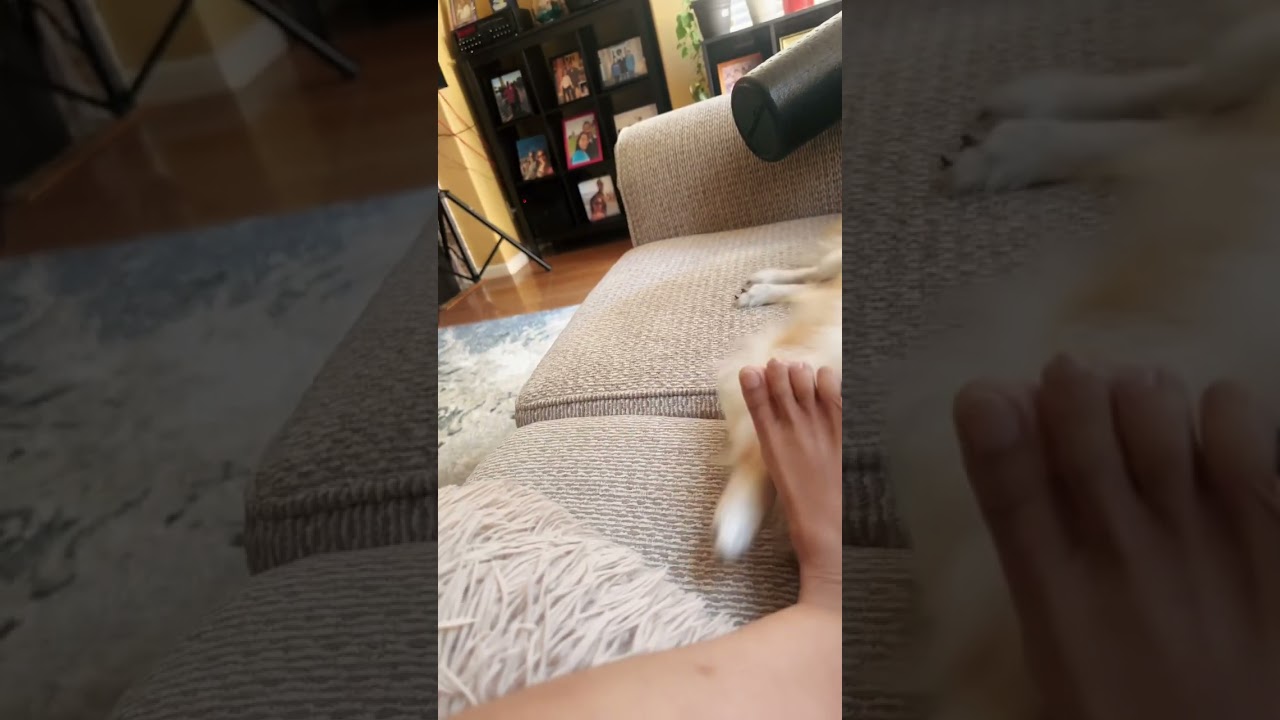 Dog massage my feet
