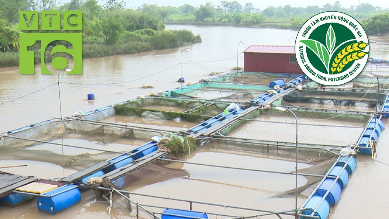 Kỹ thuật làm lồng và nuôi cá trên sông | VTC16