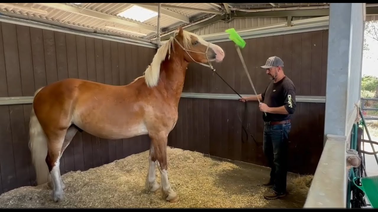 This is going to be a tough task! Aggressive horse!