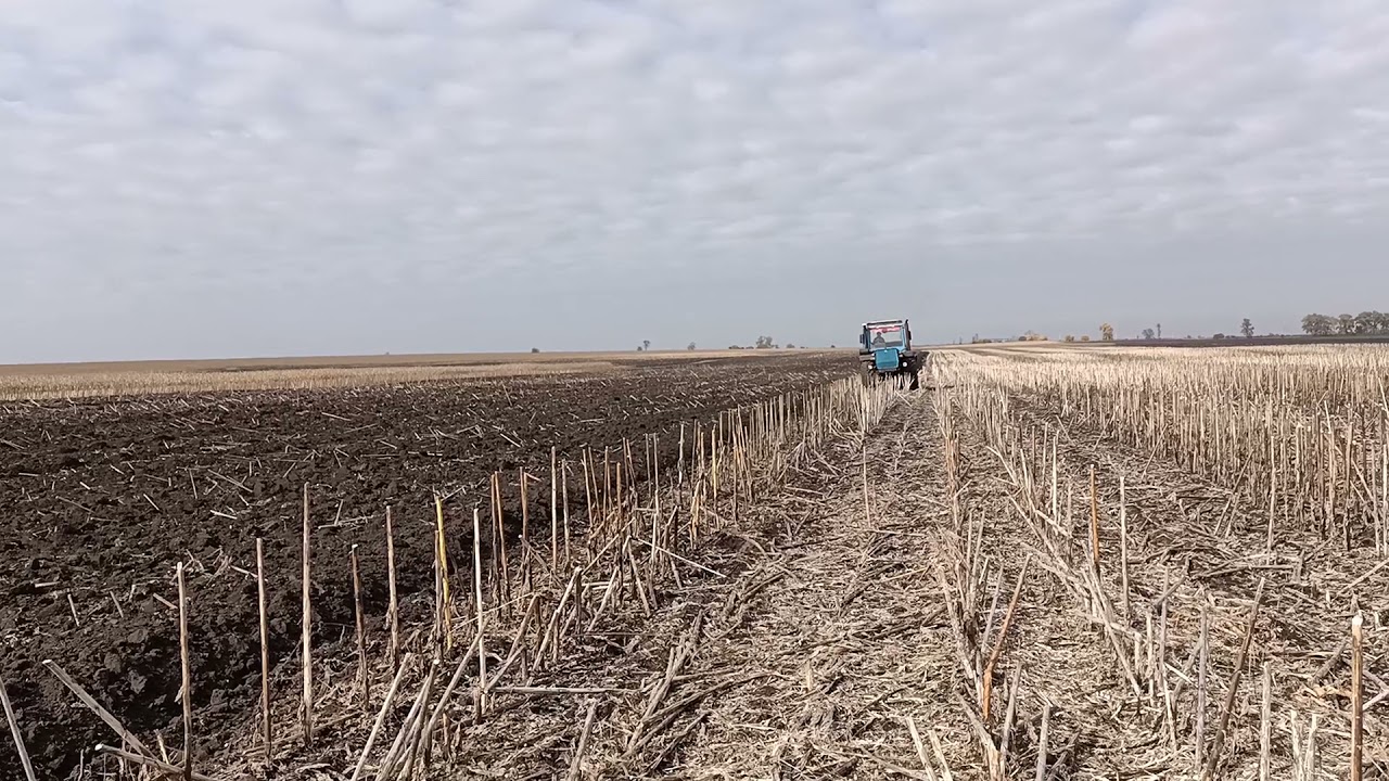 Оранка по палкі соняшника.