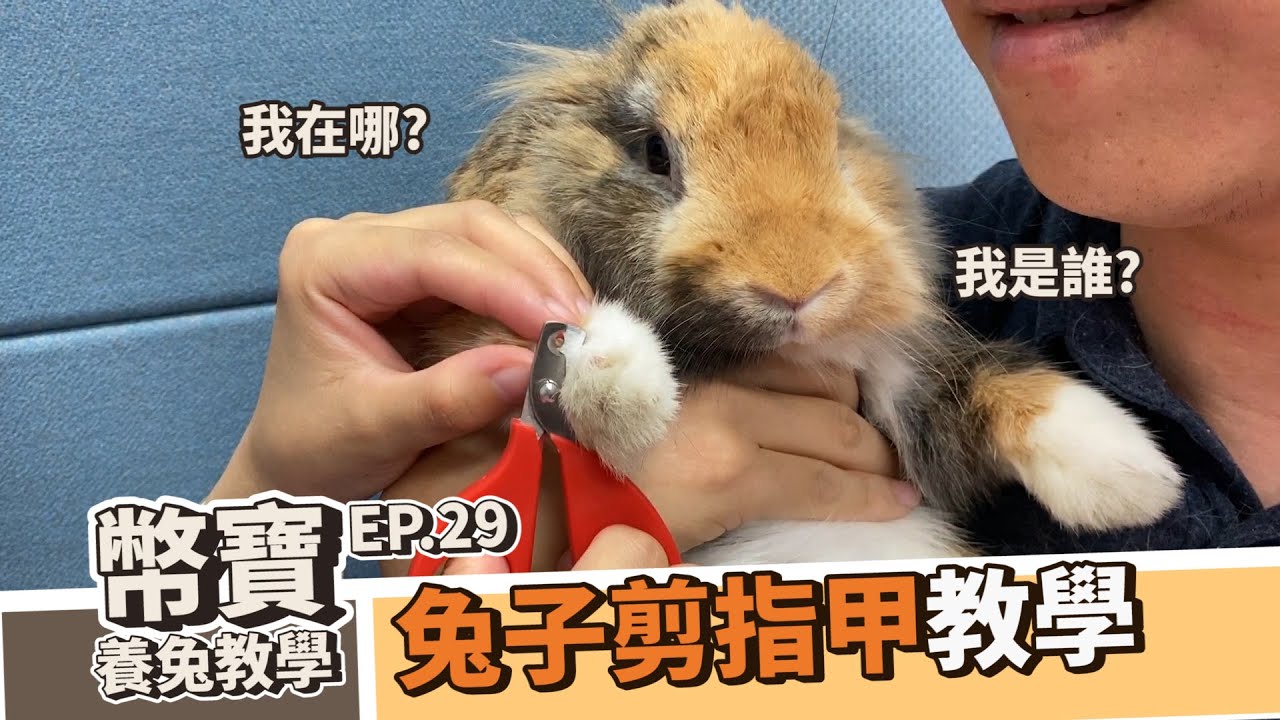 幫兔子剪指甲，卻遭到極力反抗!!!｜幣寶養兔教學系列 EP.29｜ChampKnows【冠軍知道】