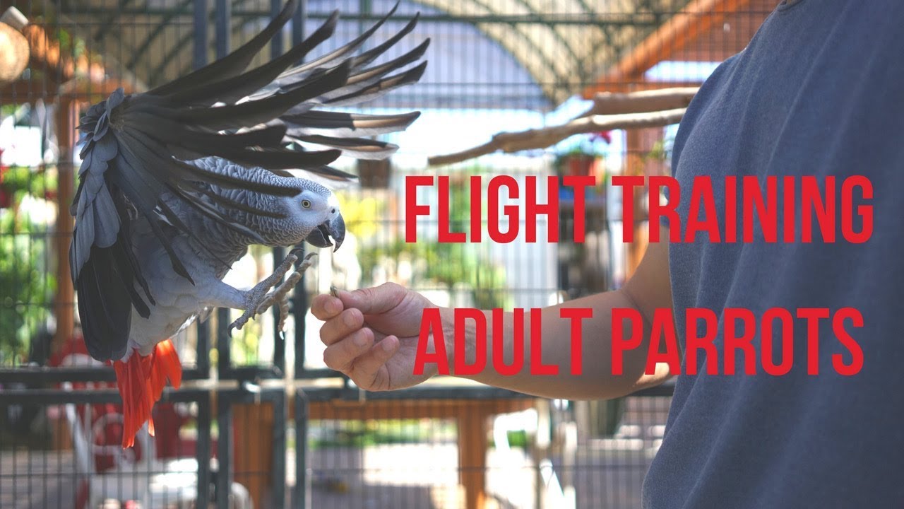 Intro to Flight Training & Recall