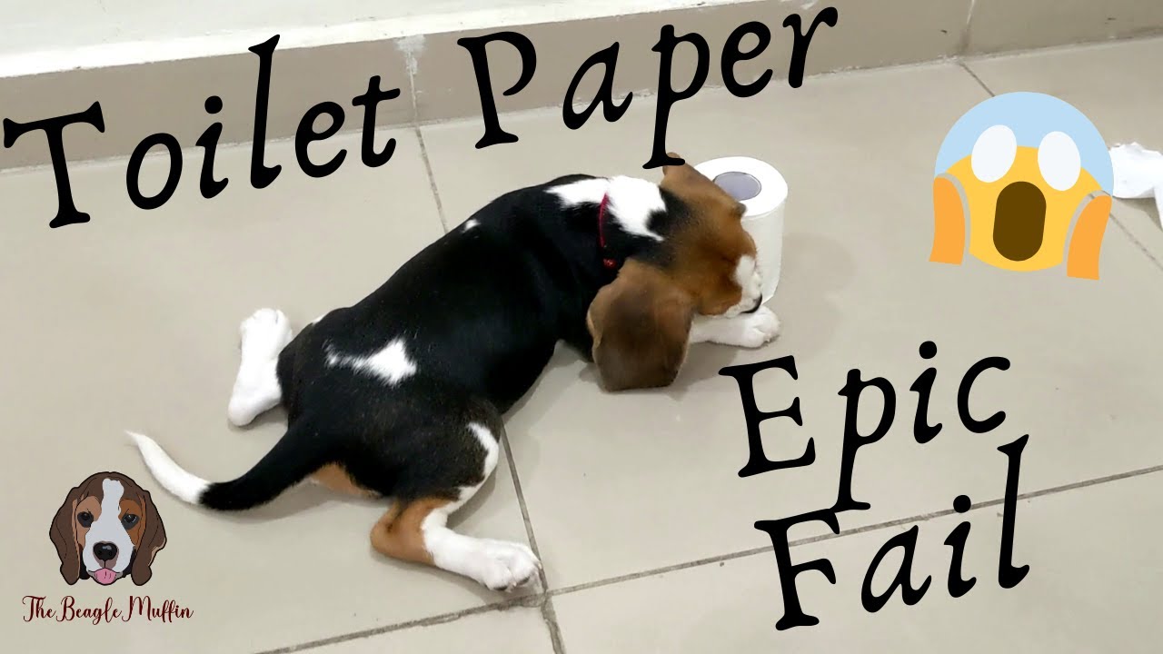 Beagle vs Toilet Paper Roll | Muffin | TheBeagleMuffin 😱 *EPIC FAIL*