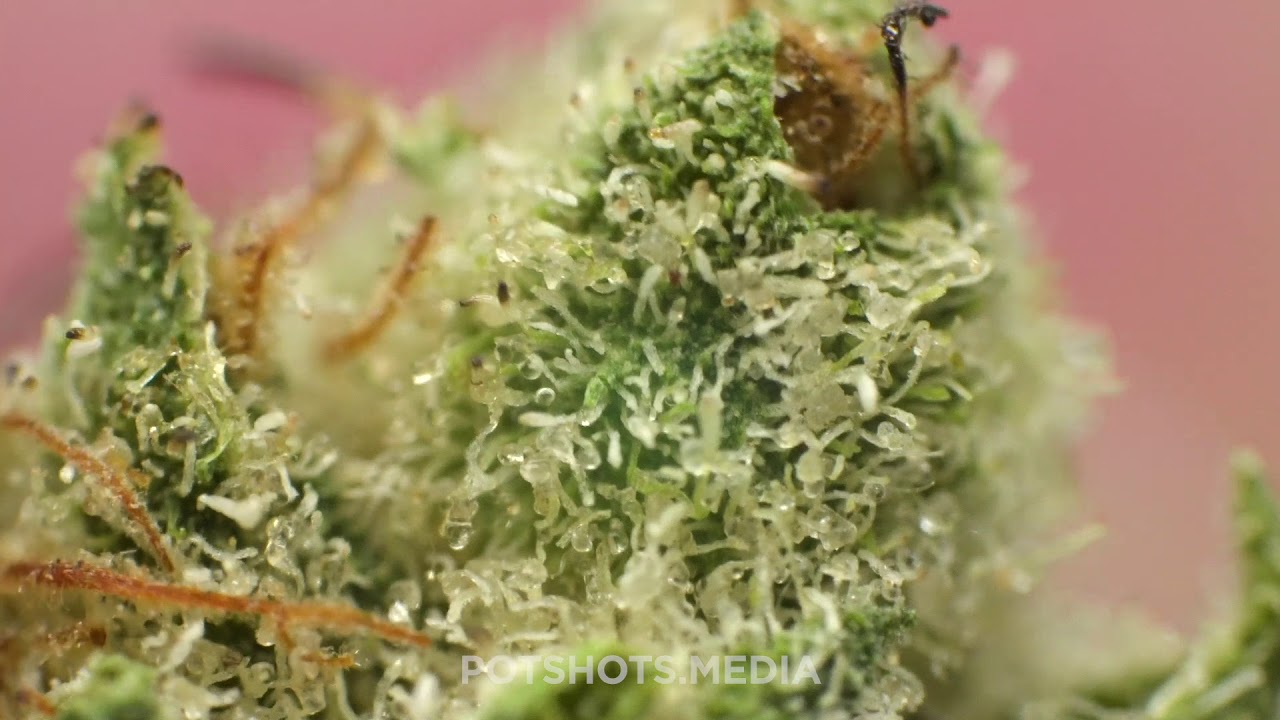 JungleBoys Mitten Cake Badder Burnshot