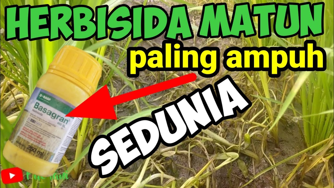 Herbisida Terbaik Untuk Matun Padi Sawah