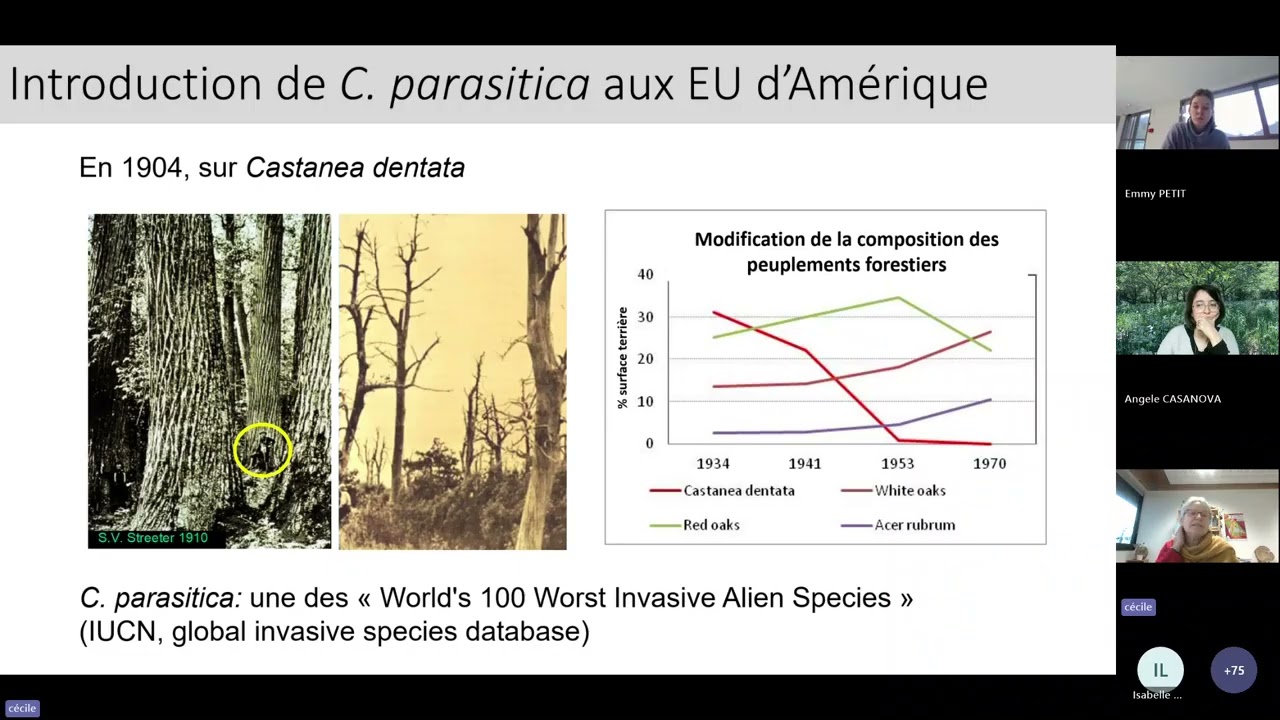 WEBINAIRE PROSPER : Lutte biologique contre le chancre du châtaignier