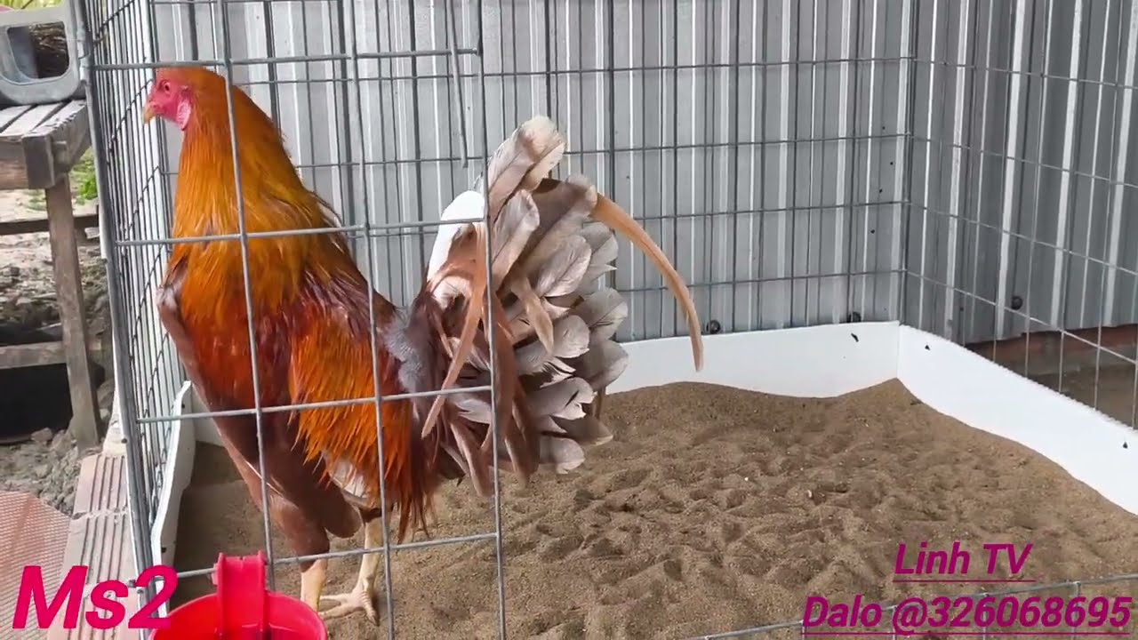 GÀ MỸ ! Trống mỹ mái mỹ asil mỹ LH @326068695