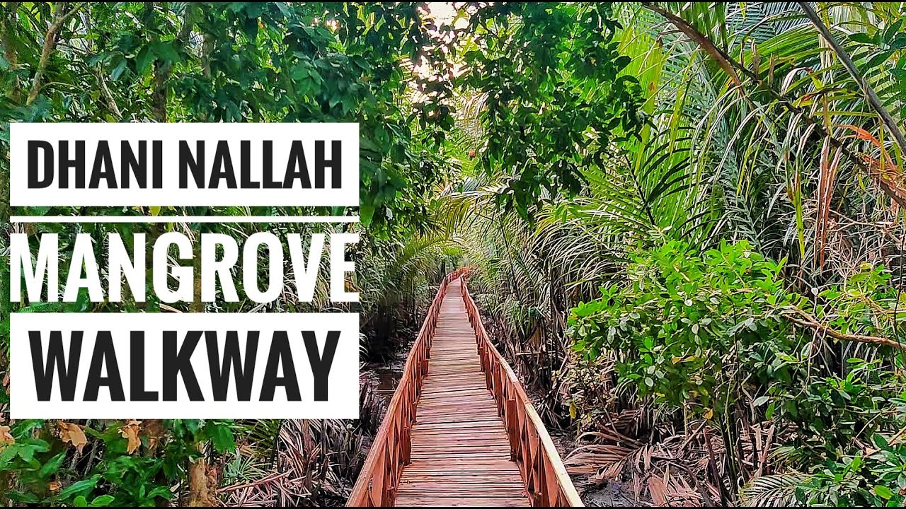Dhani Nallah Mangrove walkway | Dhaninallah Beach | Rangat | Middle Andaman