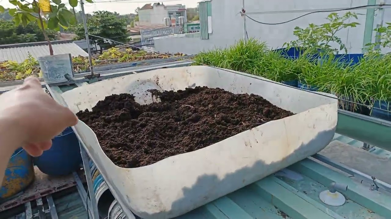 Vườn rau trên mái nhà P2 (Tròn 2 tuổi)