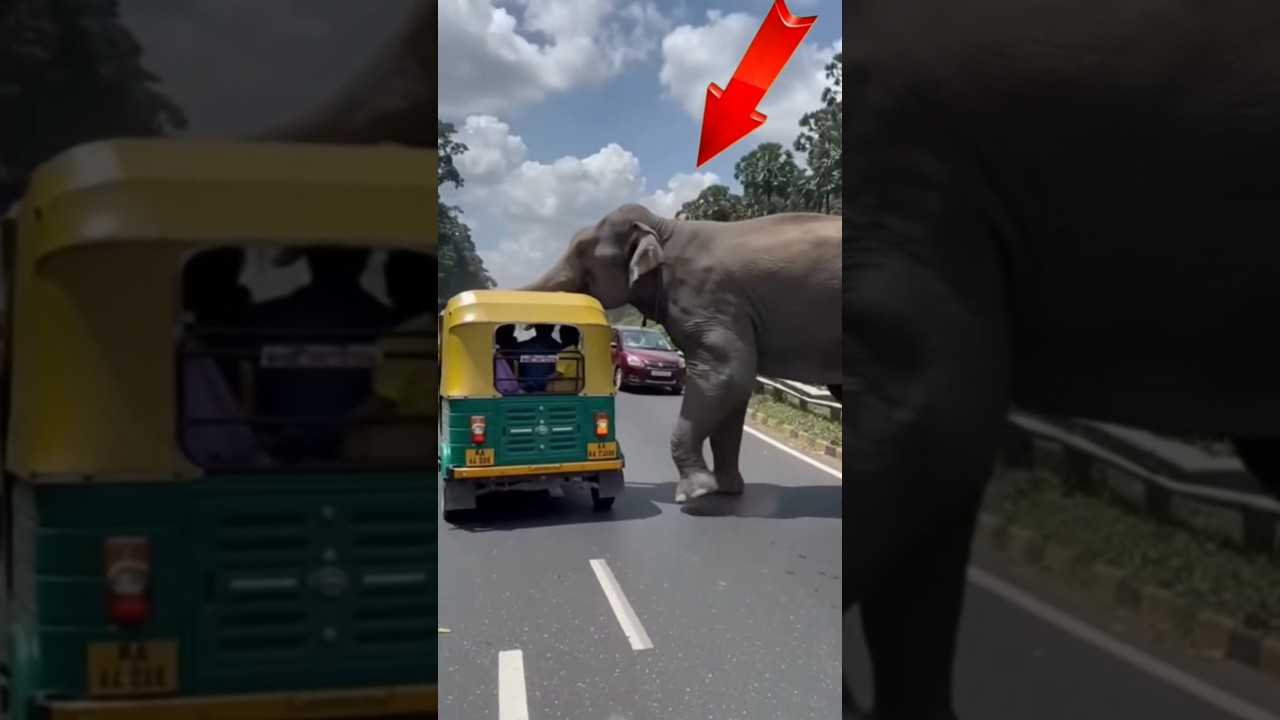 🐘 Elephant Suddenly Attacks Auto 😱 Shocking Roadside Incident | Viral Wildlife Video