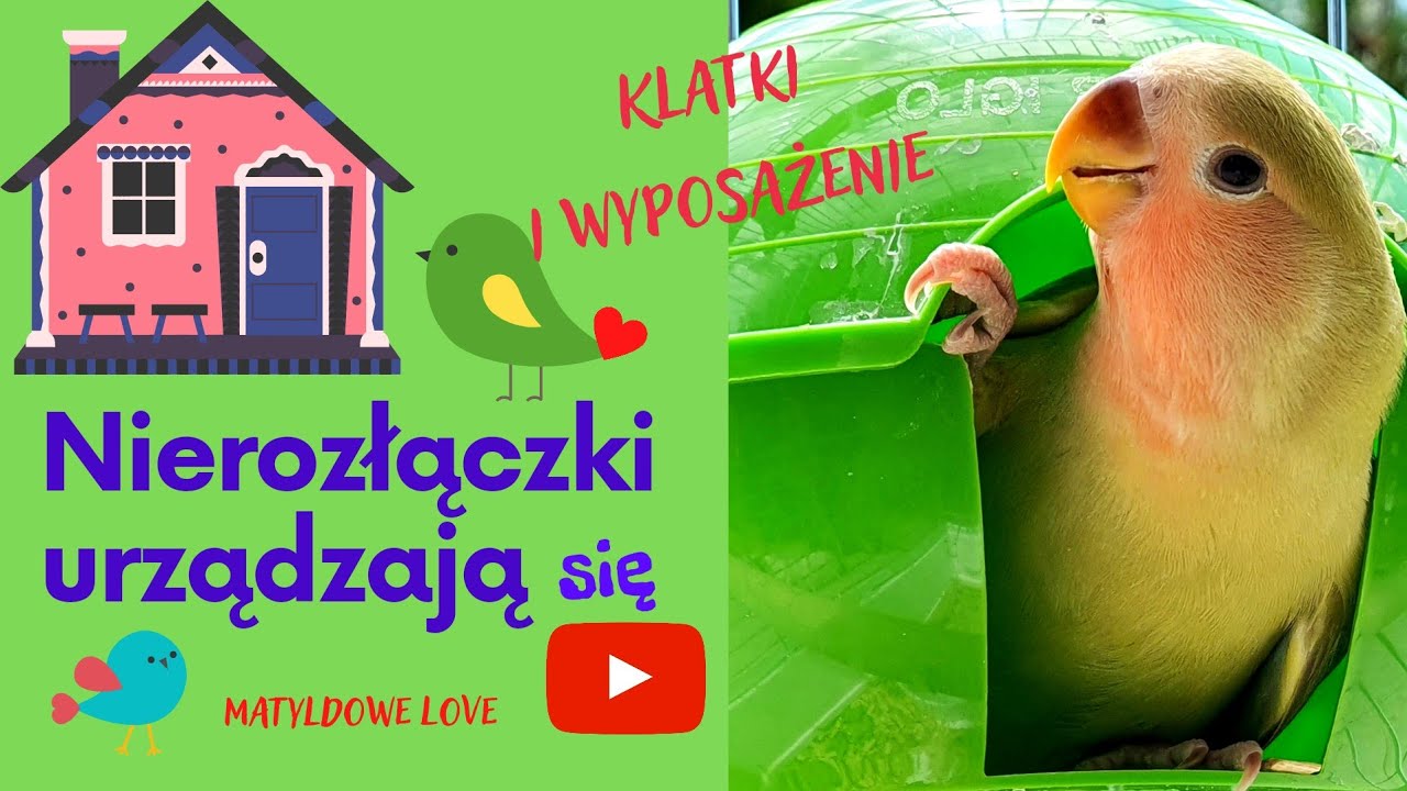Klatki i wyposażenie dla papużki nierozłączki.