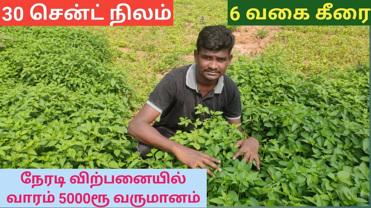 30 சென்ட் நிலம் 6 வகையான கீரை வாரம் 5000ரூ வருமானம் நேரடி விற்பனையில் | Vivasaya Ulagam Iniyan farm