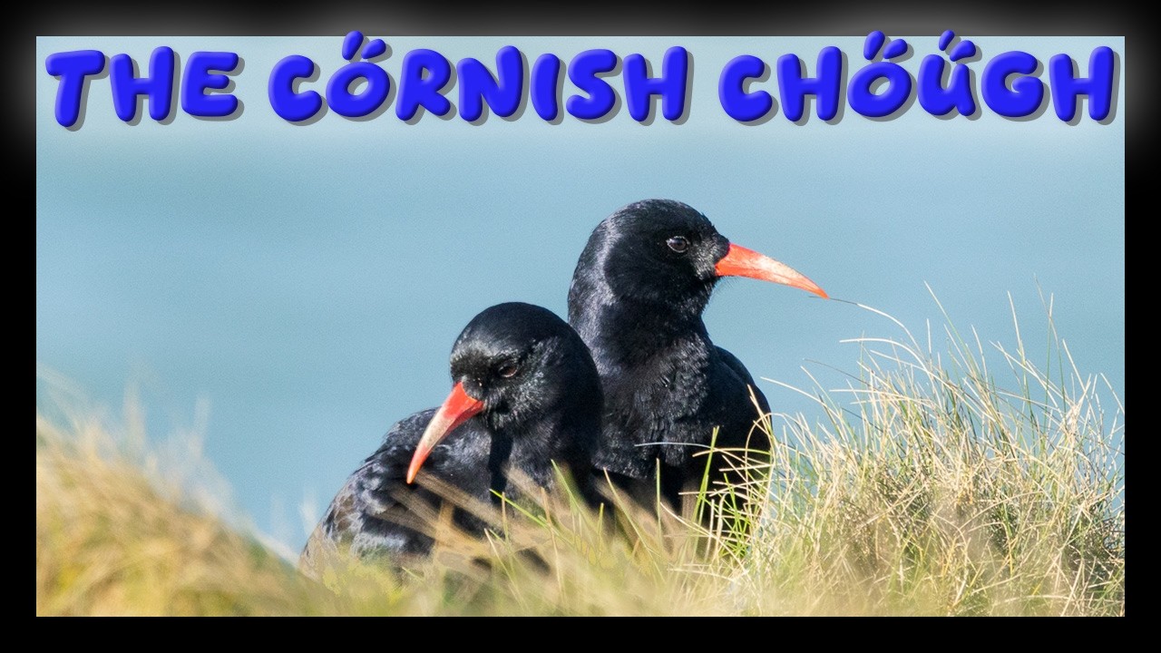 North Cornwall's Rare Birds, Fulmars and Seals!