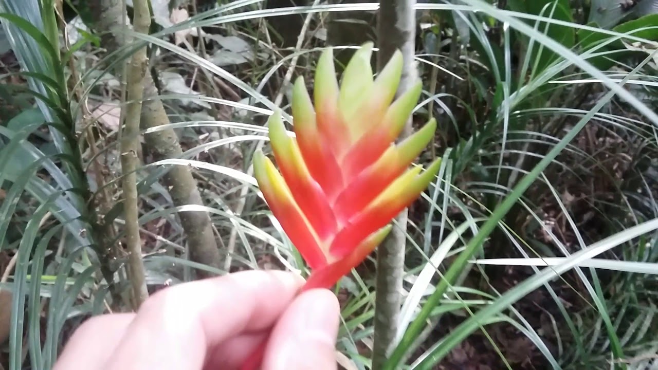 Bromélia  Vriesea carinata.
