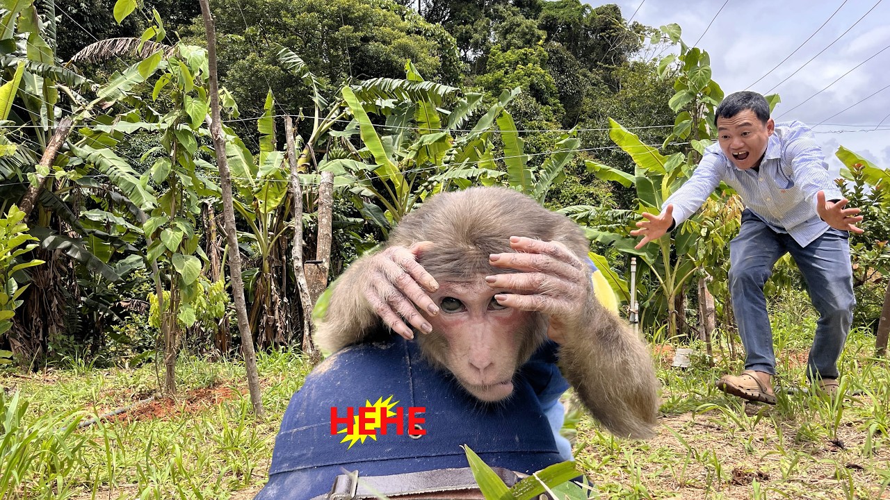 So funny!🙈Smart Max hides dad's hat while gardening for a special reason 🐵