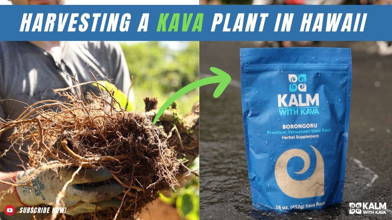 How is Kava harvested? Kalm with Kava Harvesting Process in Hawaii, from the Islands to your door.