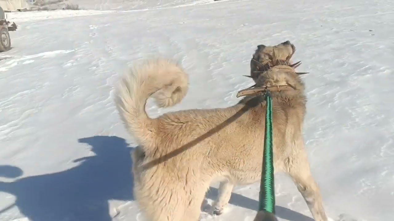 Karo zapdedilmiyor artık