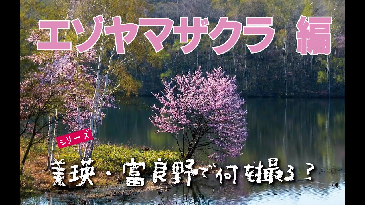 美瑛・富良野で何を撮る？ ＜エゾヤマザクラ編＞